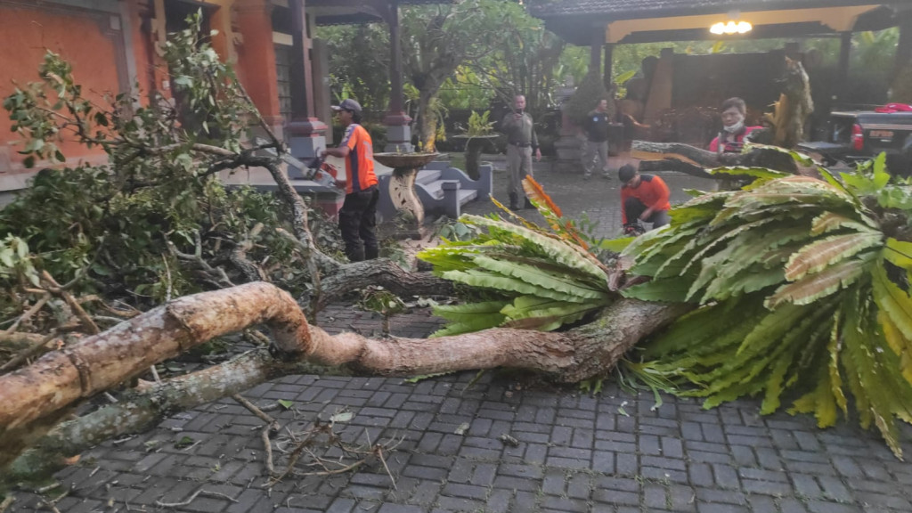 Pohon Tumbang di Jalan Praja, Banjar Dalung, Desa Dalung, Kecamatan Kuta Utara Tgl 13 Januari 2023
